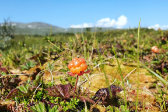 Cloudberry 1