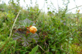 Cloudberry 2