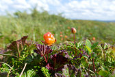 Cloudberries 1