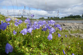 Flowers 4