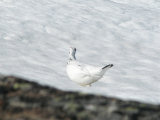 Ptarmigan 1