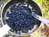 Blueberries 1