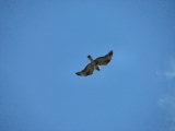 Rough-legged buzzard 1