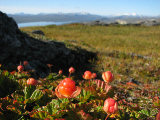 Cloudberries 1