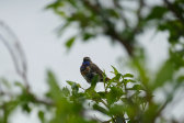 Bluethroat 1