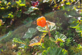 Cloudberry 1