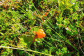 Cloudberries 1