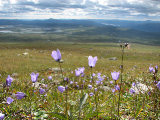 Harebells 1