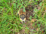 Lemming 1