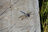 Dragonfly 1