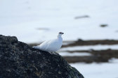 Ptarmigan 2