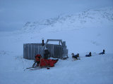 Dogsled 1