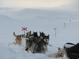 Dogsleds 2