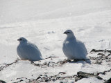 Ptarmigans 1