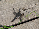 Dragonfly 1