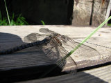 Dragonfly 2