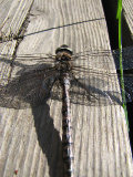 Dragonfly 3