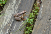 Frog 1