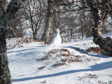 Ptarmigan 1