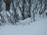 Ptarmigan 1