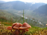 Mushrooms 1