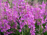 Fireweed 1