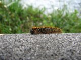 Caterpillar 1