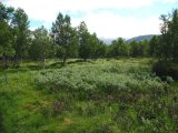 Meadow 1