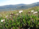 Mountain avens 1