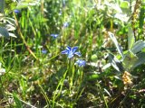 Snow gentian 1